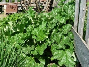Ce să planteze în umbra țării (a plantelor) Ce să planteze în umbră, la cabana