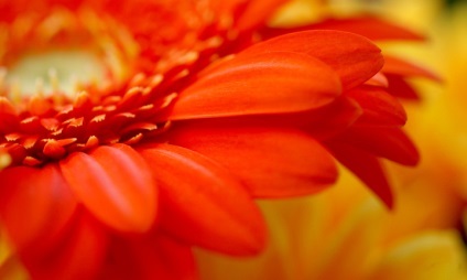 Ce un gen special closeup (closeup) Ce un gen special closeup