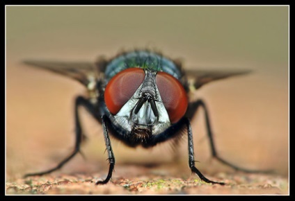 Ce un gen special closeup (closeup) Ce un gen special closeup