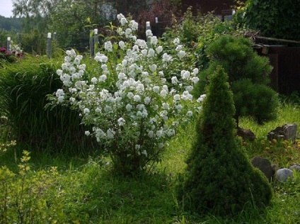 fotografii Chubushnik și specii, de plantare și îngrijire de plante