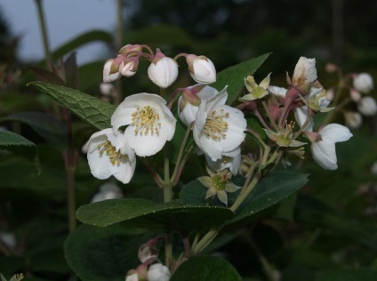 fotografii Chubushnik și specii, plantarea și îngrijirea plantelor (specii) fotografii Chubushnik și specii, de plantare și îngrijire de plante