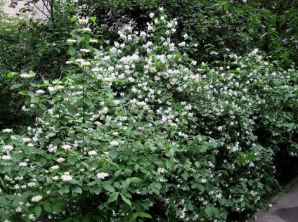 fotografii Chubushnik și specii, de plantare și îngrijire de plante (de îngrijire) fotografii Chubushnik și specii, de plantare și îngrijire de plante