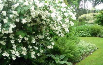 plantare Chubushnik, cultivare, îngrijire, fotografie, alege un (revista pentru femei) aterizare plantare Chubushnik, cultivare, îngrijire, fotografie, alege o aterizare