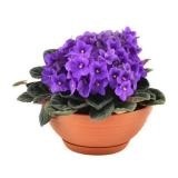 flori Geranium - o descriere cu fotografii; proprietăți și beneficii; îngrijirea și utilizarea (planta geranium) flori Geranium - o descriere cu fotografii; proprietăți și beneficii; îngrijire și utilizare a