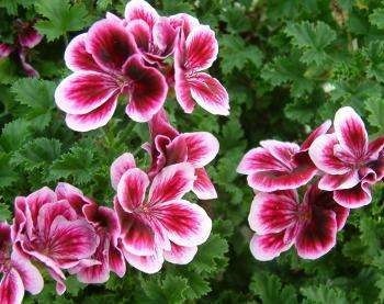 flori Geranium - o descriere cu fotografii; proprietăți și beneficii; îngrijire și utilizare (flori) flori Geranium - o descriere cu fotografii; proprietăți și beneficii; îngrijire și utilizare a