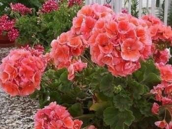 flori Geranium - o descriere cu fotografii; proprietăți și beneficii; de îngrijire și de a folosi (utilizarea de flori geranium) flori Geranium - o descriere cu fotografii; proprietăți și beneficii; îngrijire și utilizare a