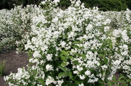 Portocaliu flori bate joc (Jasmine Garden) fotografii, descrierea soiurilor, plantare și îngrijire, chubushnik în peisaj (portocaliu bate joc) Portocaliu flori bate joc (Jasmine Garden) fotografii, descrierea soiurilor, plantare și îngrijire, chubushnik în peisaj