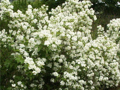 Portocaliu flori bate joc (Jasmine Garden) fotografii, descrierea soiurilor, plantare și îngrijire, chubushnik în peisaj (foto) Portocaliu flori bate joc (Jasmine Garden) fotografii, descrierea soiurilor, plantare și îngrijire, chubushnik în peisaj