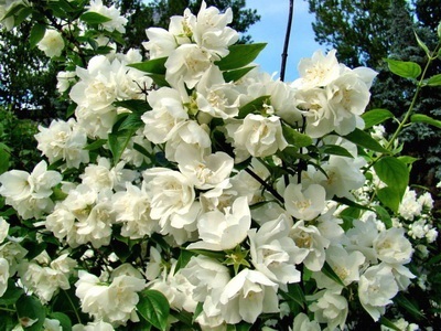 Portocaliu flori bate joc (Jasmine Garden) fotografii, descrierea soiurilor, plantare și îngrijire, chubushnik în peisaj (iasomie) Portocaliu flori bate joc (Jasmine Garden) fotografii, descrierea soiurilor, plantare și îngrijire, chubushnik în peisaj