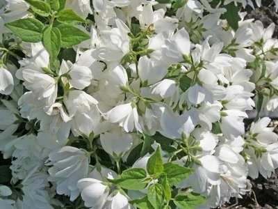 Portocaliu flori bate joc (Jasmine Garden) fotografii, descrierea soiurilor, plantare și îngrijire, chubushnik în peisaj (grădina) Portocaliu flori bate joc (Jasmine Garden) fotografii, descrierea soiurilor, plantare și îngrijire, chubushnik în peisaj