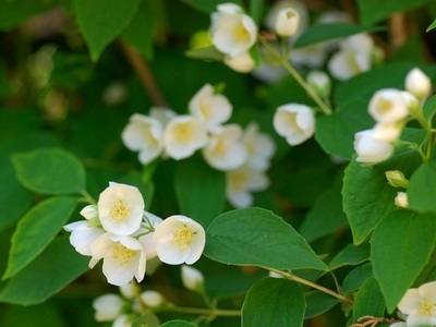 Portocaliu flori bate joc (Jasmine Garden) fotografii, descrierea soiurilor, plantare și îngrijire, chubushnik în peisaj (flori) Portocaliu flori bate joc (Jasmine Garden) fotografii, descrierea soiurilor, plantare și îngrijire, chubushnik în peisaj
