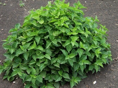 Portocaliu flori bate joc (Jasmine Garden) fotografii, descrierea soiurilor, plantare și îngrijire, chubushnik în peisaj (grădina) Portocaliu flori bate joc (Jasmine Garden) fotografii, descrierea soiurilor, plantare și îngrijire, chubushnik în peisaj