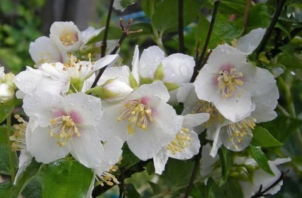 Portocaliu flori bate joc (Jasmine Garden) fotografii, descrierea soiurilor, plantare și îngrijire, chubushnik în peisaj (flori) Portocaliu flori bate joc (Jasmine Garden) fotografii, descrierea soiurilor, plantare și îngrijire, chubushnik în peisaj