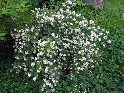 Portocaliu flori bate joc (Jasmine Garden) fotografii, descrierea soiurilor, plantare și îngrijire, chubushnik în peisaj (iasomie) Portocaliu flori bate joc (Jasmine Garden) fotografii, descrierea soiurilor, plantare și îngrijire, chubushnik în peisaj