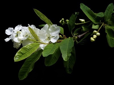 Portocaliu flori bate joc (Jasmine Garden) fotografii, descrierea soiurilor, plantare și îngrijire, chubushnik în peisaj (iasomie) Portocaliu flori bate joc (Jasmine Garden) fotografii, descrierea soiurilor, plantare și îngrijire, chubushnik în peisaj