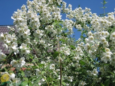 Portocaliu flori bate joc (Jasmine Garden) fotografii, descrierea soiurilor, plantare și îngrijire, chubushnik în peisaj (grădina) Portocaliu flori bate joc (Jasmine Garden) fotografii, descrierea soiurilor, plantare și îngrijire, chubushnik în peisaj