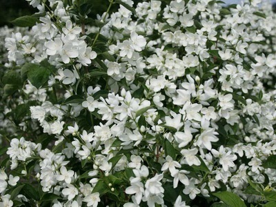 Portocaliu flori bate joc (Jasmine Garden) fotografii, descrierea soiurilor, plantare și îngrijire, chubushnik în peisaj (grădina) Portocaliu flori bate joc (Jasmine Garden) fotografii, descrierea soiurilor, plantare și îngrijire, chubushnik în peisaj