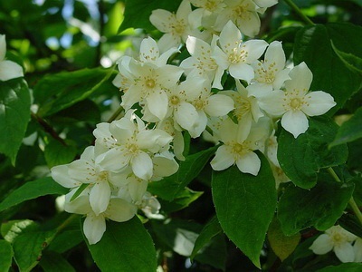 Portocaliu flori bate joc (Jasmine Garden) fotografii, descrierea soiurilor, plantare și îngrijire, chubushnik în peisaj (flori) Portocaliu flori bate joc (Jasmine Garden) fotografii, descrierea soiurilor, plantare și îngrijire, chubushnik în peisaj