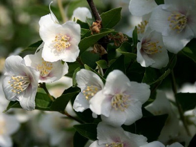 Portocaliu flori bate joc (Jasmine Garden) fotografii, descrierea soiurilor, plantare și îngrijire, chubushnik în peisaj (iasomie) Portocaliu flori bate joc (Jasmine Garden) fotografii, descrierea soiurilor, plantare și îngrijire, chubushnik în peisaj