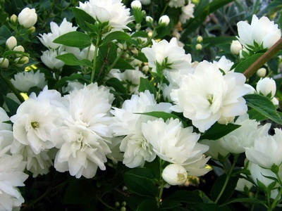 Portocaliu flori bate joc (Jasmine Garden) fotografii, descrierea soiurilor, plantare și îngrijire, chubushnik în peisaj (foto) Portocaliu flori bate joc (Jasmine Garden) fotografii, descrierea soiurilor, plantare și îngrijire, chubushnik în peisaj
