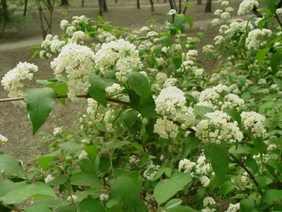Portocaliu flori bate joc (Jasmine Garden) fotografii, descrierea soiurilor, plantare și îngrijire, chubushnik în peisaj (flori) Portocaliu flori bate joc (Jasmine Garden) fotografii, descrierea soiurilor, plantare și îngrijire, chubushnik în peisaj