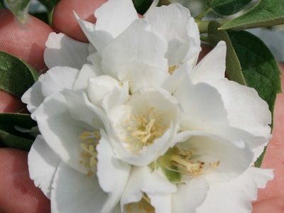 Portocaliu flori bate joc (Jasmine Garden) fotografii, descrierea soiurilor, plantare și îngrijire, chubushnik în peisaj (flori) Portocaliu flori bate joc (Jasmine Garden) fotografii, descrierea soiurilor, plantare și îngrijire, chubushnik în peisaj