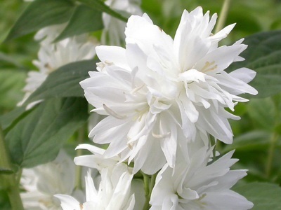 Portocaliu flori bate joc (Jasmine Garden) fotografii, descrierea soiurilor, plantare și îngrijire, chubushnik în peisaj (foto) Portocaliu flori bate joc (Jasmine Garden) fotografii, descrierea soiurilor, plantare și îngrijire, chubushnik în peisaj