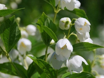 Portocaliu flori bate joc (Jasmine Garden) fotografii, descrierea soiurilor, plantare și îngrijire, chubushnik în peisaj (iasomie) Portocaliu flori bate joc (Jasmine Garden) fotografii, descrierea soiurilor, plantare și îngrijire, chubushnik în peisaj
