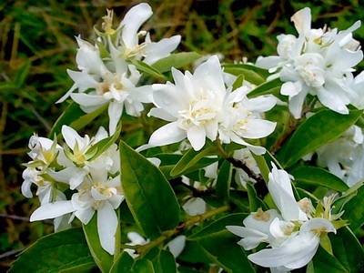 Portocaliu flori bate joc (Jasmine Garden) fotografii, descrierea soiurilor, plantare și îngrijire, chubushnik în peisaj (grădina) Portocaliu flori bate joc (Jasmine Garden) fotografii, descrierea soiurilor, plantare și îngrijire, chubushnik în peisaj