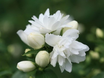 Portocaliu flori bate joc (Jasmine Garden) fotografii, descrierea soiurilor, plantare și îngrijire, chubushnik în peisaj (descriere) Portocaliu flori bate joc (Jasmine Garden) fotografii, descrierea soiurilor, plantare și îngrijire, chubushnik în peisaj