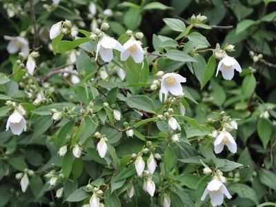 Portocaliu flori bate joc (Jasmine Garden) fotografii, descrierea soiurilor, plantare și îngrijire, chubushnik în peisaj (descriere) Portocaliu flori bate joc (Jasmine Garden) fotografii, descrierea soiurilor, plantare și îngrijire, chubushnik în peisaj