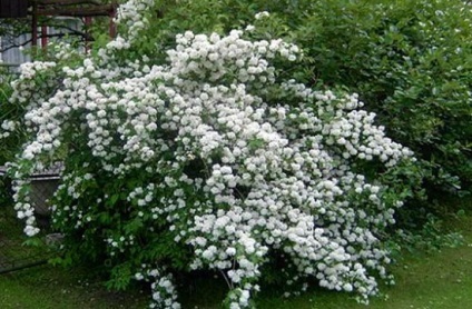 Portocaliu flori bate joc (Jasmine Garden) fotografii, descrierea soiurilor, plantare și îngrijire, chubushnik în peisaj (flori) Portocaliu flori bate joc (Jasmine Garden) fotografii, descrierea soiurilor, plantare și îngrijire, chubushnik în peisaj