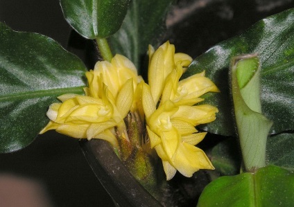 Flower Calathea - ingrijire la domiciliu, de reproducere, specii, fotografii (de îngrijire) Flower Calathea - ingrijire la domiciliu, de reproducție, specii, fotografii