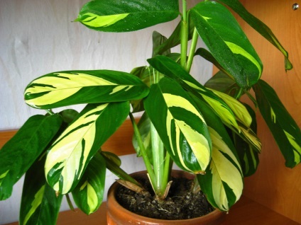 Flower Calathea - ingrijire la domiciliu, de reproducere, specii, fotografii (Calathea) Flower Calathea - ingrijire la domiciliu, de reproducție, specii, fotografii