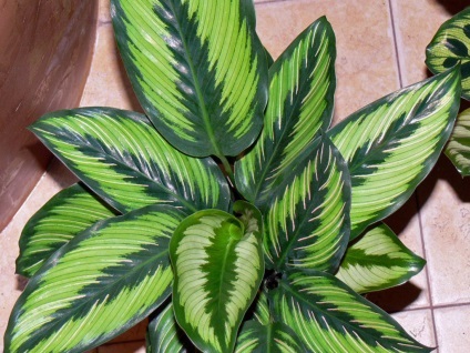 Flower Calathea - ingrijire la domiciliu, de reproducere, specii, fotografii (de îngrijire) Flower Calathea - ingrijire la domiciliu, de reproducție, specii, fotografii