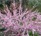 soiuri Royal flori de mușcată în fotografie și regulile de îngrijire la domiciliu (Geranium regală) soiuri de flori Royal de muscata din fotografie și regulile de îngrijire la domiciliu