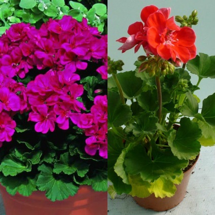 soiuri Royal flori de mușcată în fotografie și regulile de îngrijire la domiciliu (Geranium) soiuri de flori Royal de muscata din fotografie și regulile de îngrijire la domiciliu