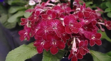 soiuri Royal flori de mușcată în fotografie și regulile de îngrijire la domiciliu (Geranium) soiuri de flori Royal de muscata din fotografie și regulile de îngrijire la domiciliu