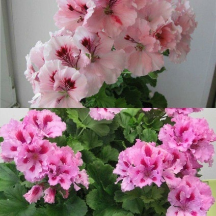 soiuri Royal flori de mușcată în fotografie și regulile de îngrijire la domiciliu (Geranium) soiuri de flori Royal de muscata din fotografie și regulile de îngrijire la domiciliu