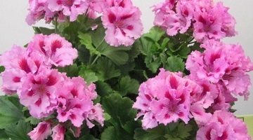 soiuri Royal flori de mușcată în fotografie și regulile de îngrijire la domiciliu (Geranium regală) soiuri de flori Royal de muscata din fotografie și regulile de îngrijire la domiciliu
