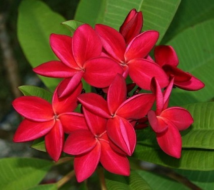 Plumeria flori (45 poze) alb, roșu, în creștere din semințe, de îngrijire la domiciliu (alb) Plumeria flori (45 poze) alb, roșu, în creștere din semințe, de îngrijire la domiciliu