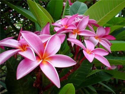 Plumeria flori (45 poze) alb, roșu, în creștere din semințe, de îngrijire la domiciliu (alb) Plumeria flori (45 poze) alb, roșu, în creștere din semințe, de îngrijire la domiciliu
