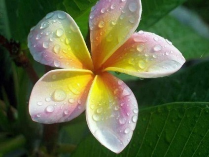 Plumeria flori (45 poze) alb, roșu, în creștere din semințe, de îngrijire la domiciliu (alb) Plumeria flori (45 poze) alb, roșu, în creștere din semințe, de îngrijire la domiciliu