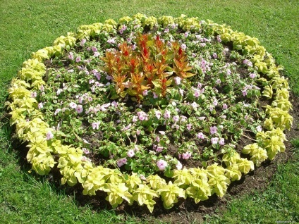 paturi Cabană (cultivarea florilor în țară) paturi cabana