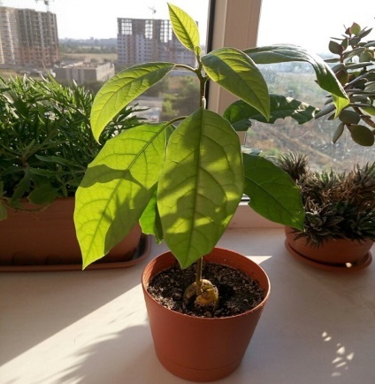 Avocado copac la fotografie acasă (lemn) Avocado copac la fotografie acasă
