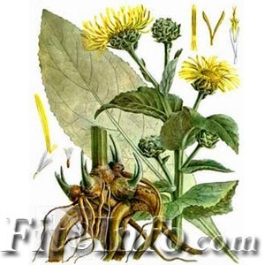 Inula - plante medicinale cu rădăcini având proprietăți unice (miere proporții egale) Nard - o plantă cu rădăcini medicinale, cu proprietati unice