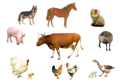 Animale de companie (animale de companie) - toate (animale de companie) Animale de companie (animale de companie) - toate acestea
