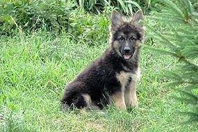 Pet (ciobanesc german) animale de companie