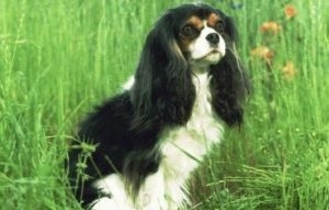 Dragon și Dog - Compatibilitate cu anul nașterii, un bărbat, o femeie (dragon) Dragon și Dog - anul nașterii compatibilitate, barbat, femeie