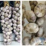 Drojdie ciuperca în tratamentul femeilor, simptomele, fotografia (soldul microflorei vaginale) drojdie infecție la femeile tratate, simptomele, fotografii